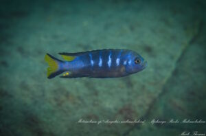 Metriaclima melissa 'Matambukira Rocks'